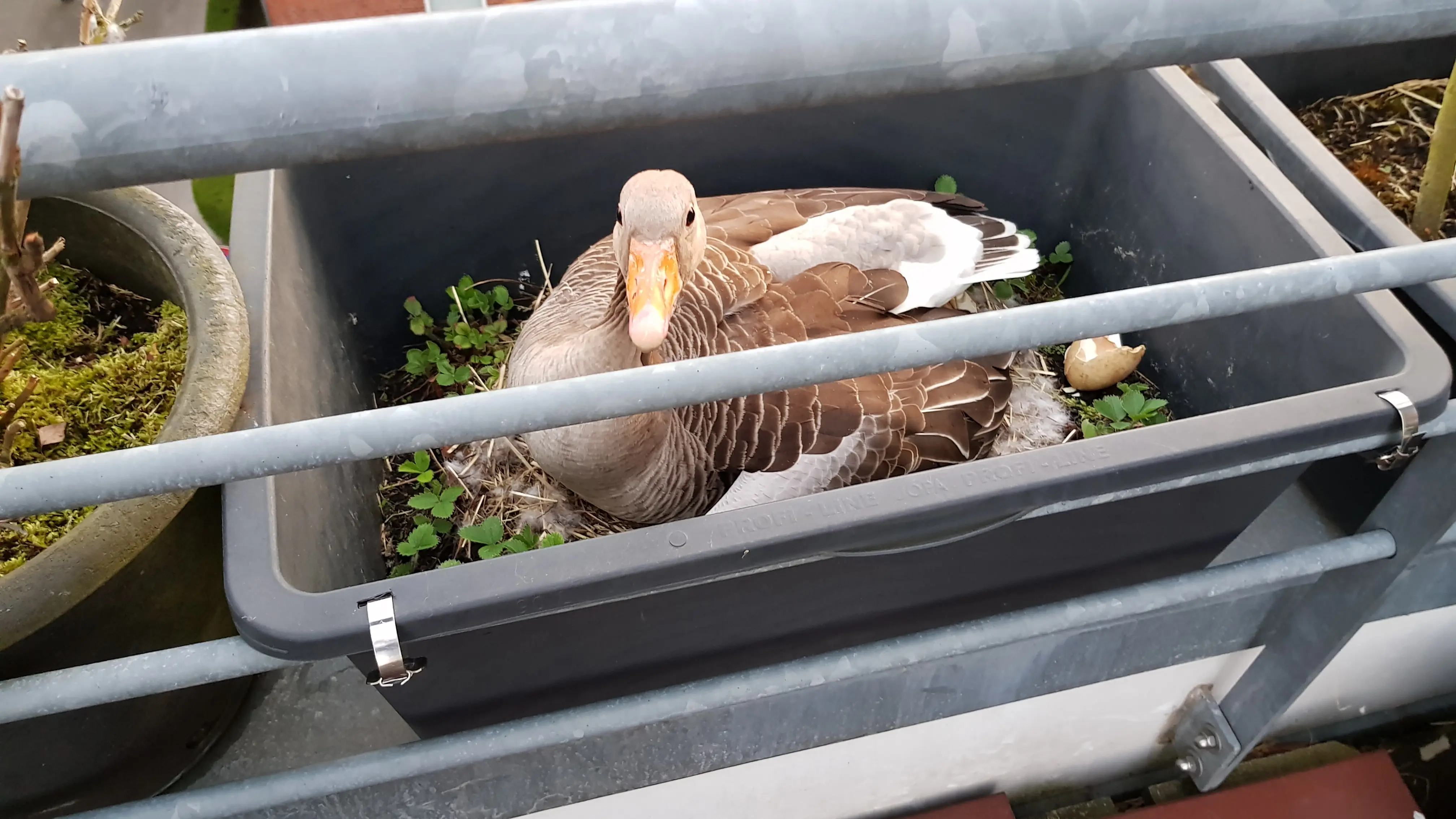 Graugans Emil auf dem Balkon